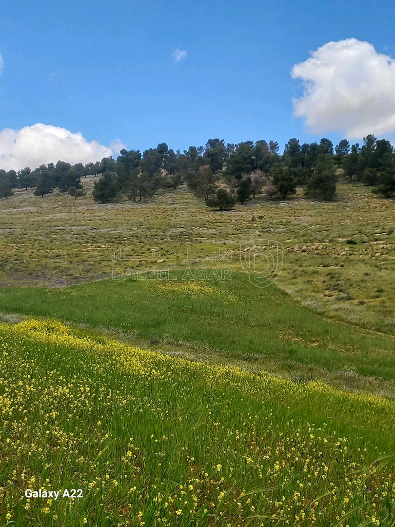 أرض في عين ومعمرية  - 18,500 دأ - صورة 1