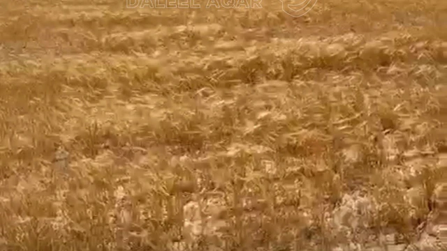 أرض في السيفيه بجانب المطار  - 20,000 دأ - صورة NaN