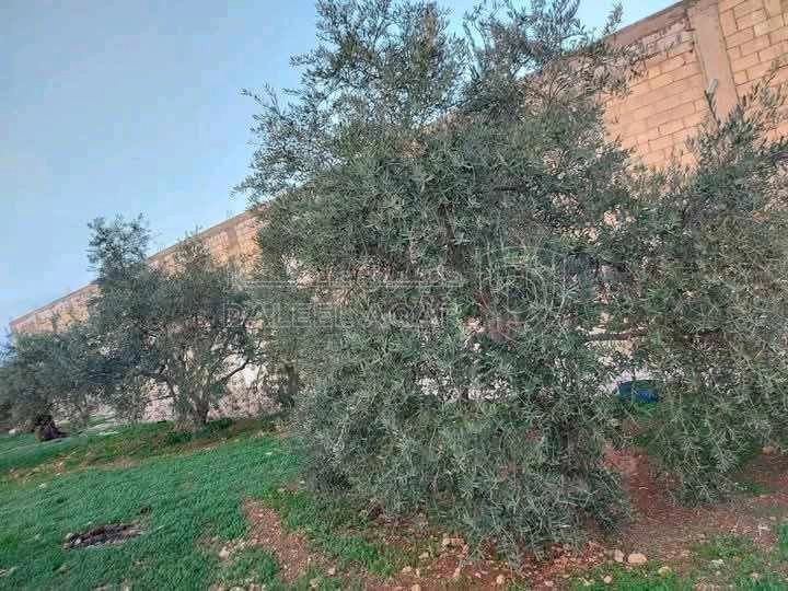 أرض في قطعة أرض مميزه للبيع   - 160,000 دأ - صورة 6