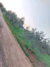 أرض في قطعة أرض مميزه للبيع   - 160,000 دأ - صورة NaN