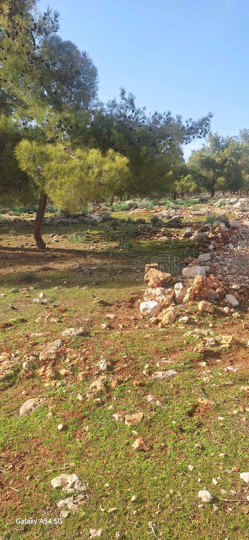 أرض في نادرة على الحد الفاصل بين جرش و المفرق غابةجبا - 77,000 دأ - صورة 1