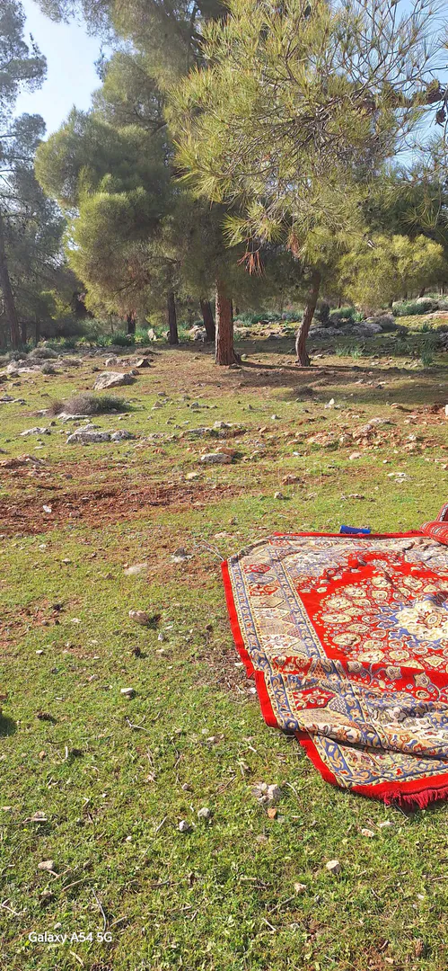 أرض في نادرة على الحد الفاصل بين جرش و المفرق غابةجبا - 77,000 دأ - صورة 1