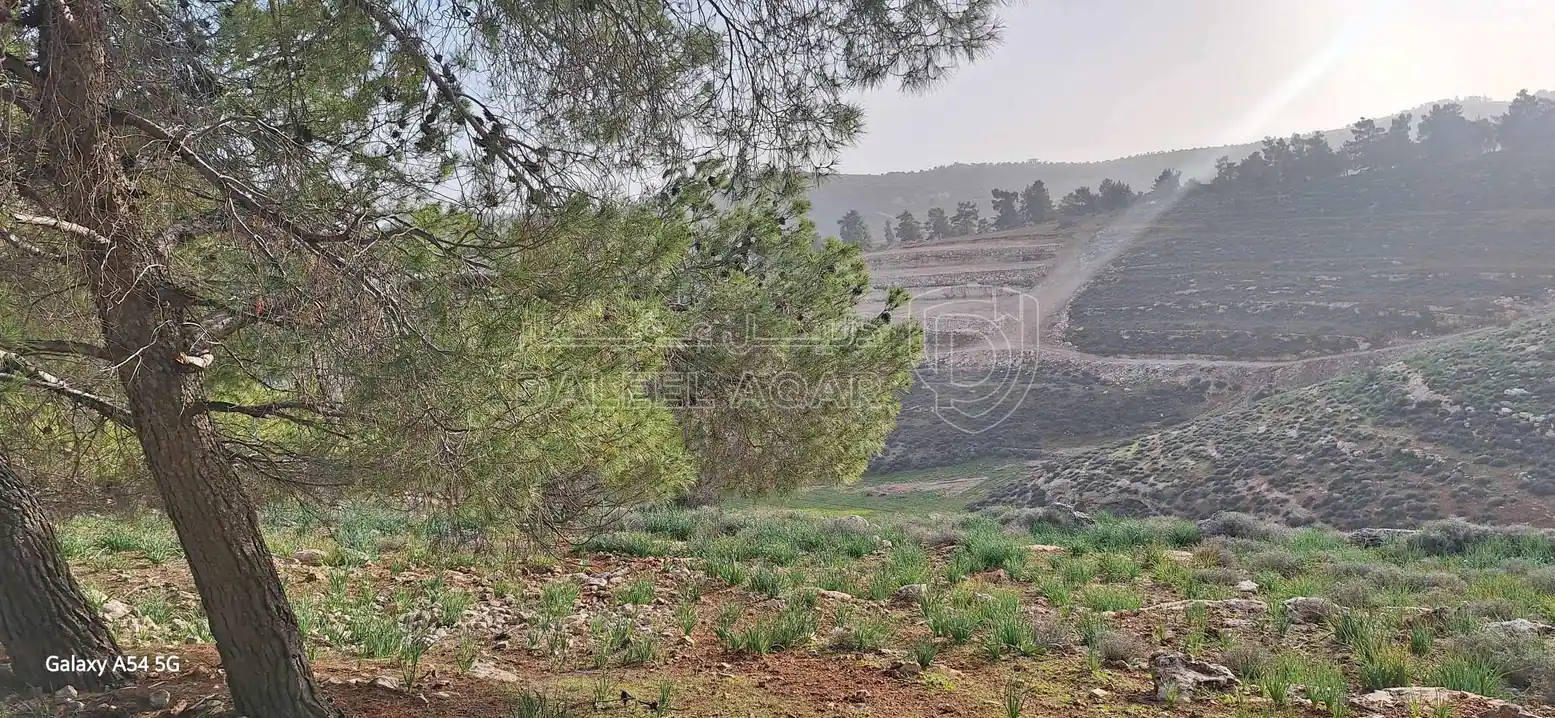 أرض في نادرة على الحد الفاصل بين جرش و المفرق غابةجبا - 77,000 دأ - صورة 1