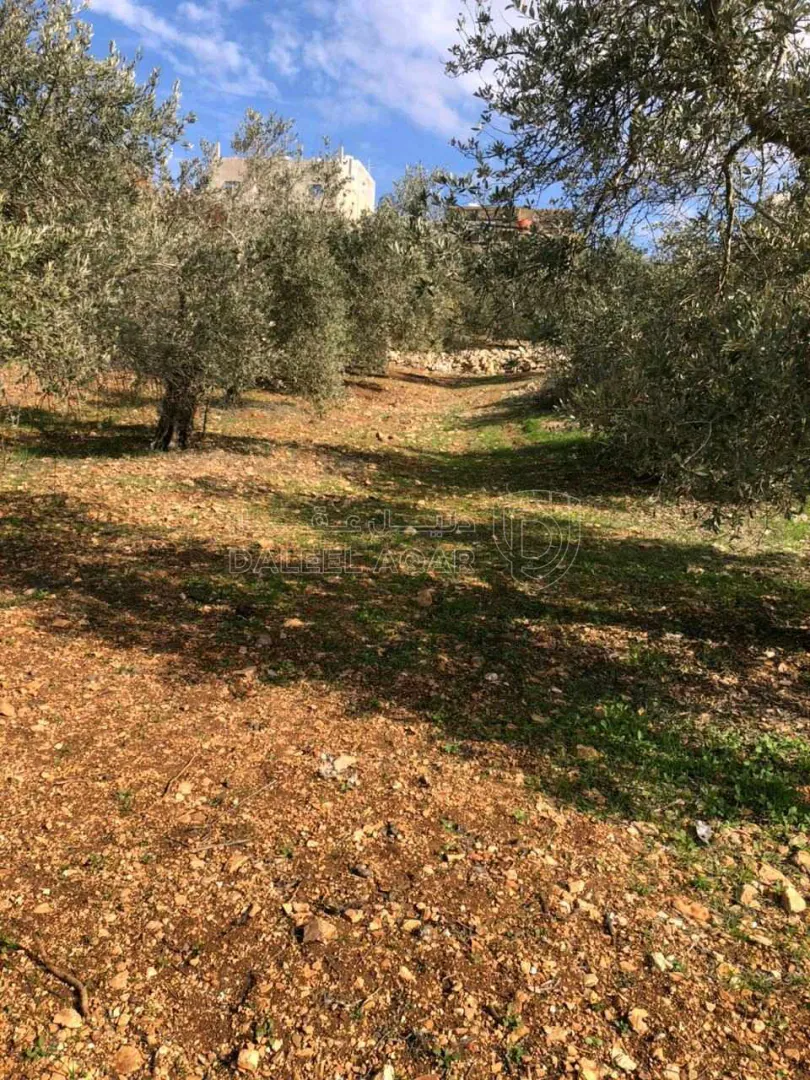 أرض في بني كنانه/حريما - 30,000 دأ - صورة 1