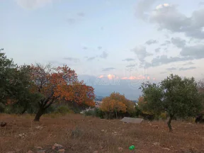 أرض - السلط دعم الغزالات بالقرب من مسجد عباد الرحمن - 225000 دأ