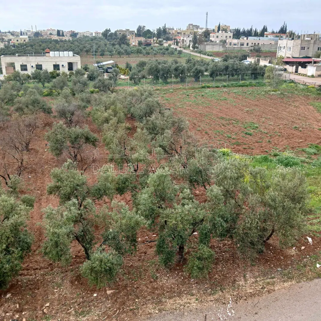 أرض في ارض زراعية أشجار زيتون مساحة الأرض ٣،٥ دونمات - 140,000 دأ - صورة 1