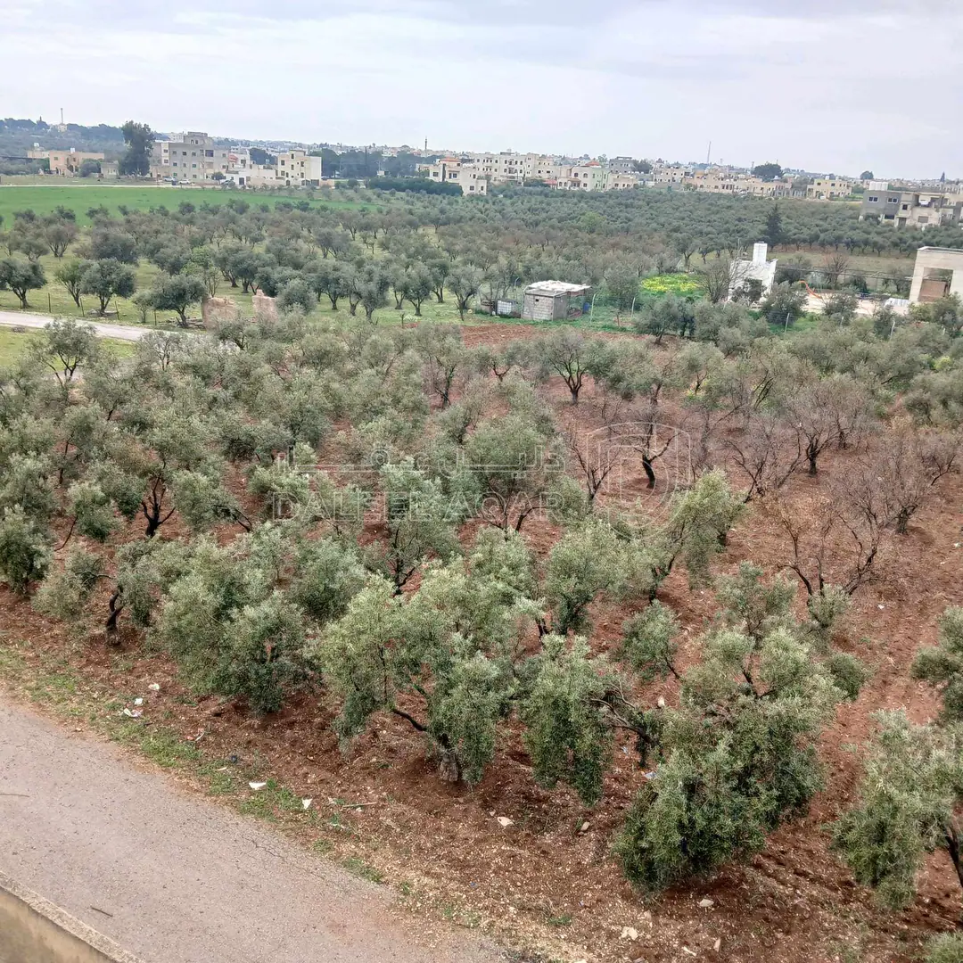 أرض في ارض زراعية أشجار زيتون مساحة الأرض ٣،٥ دونمات - 140,000 دأ - صورة 1