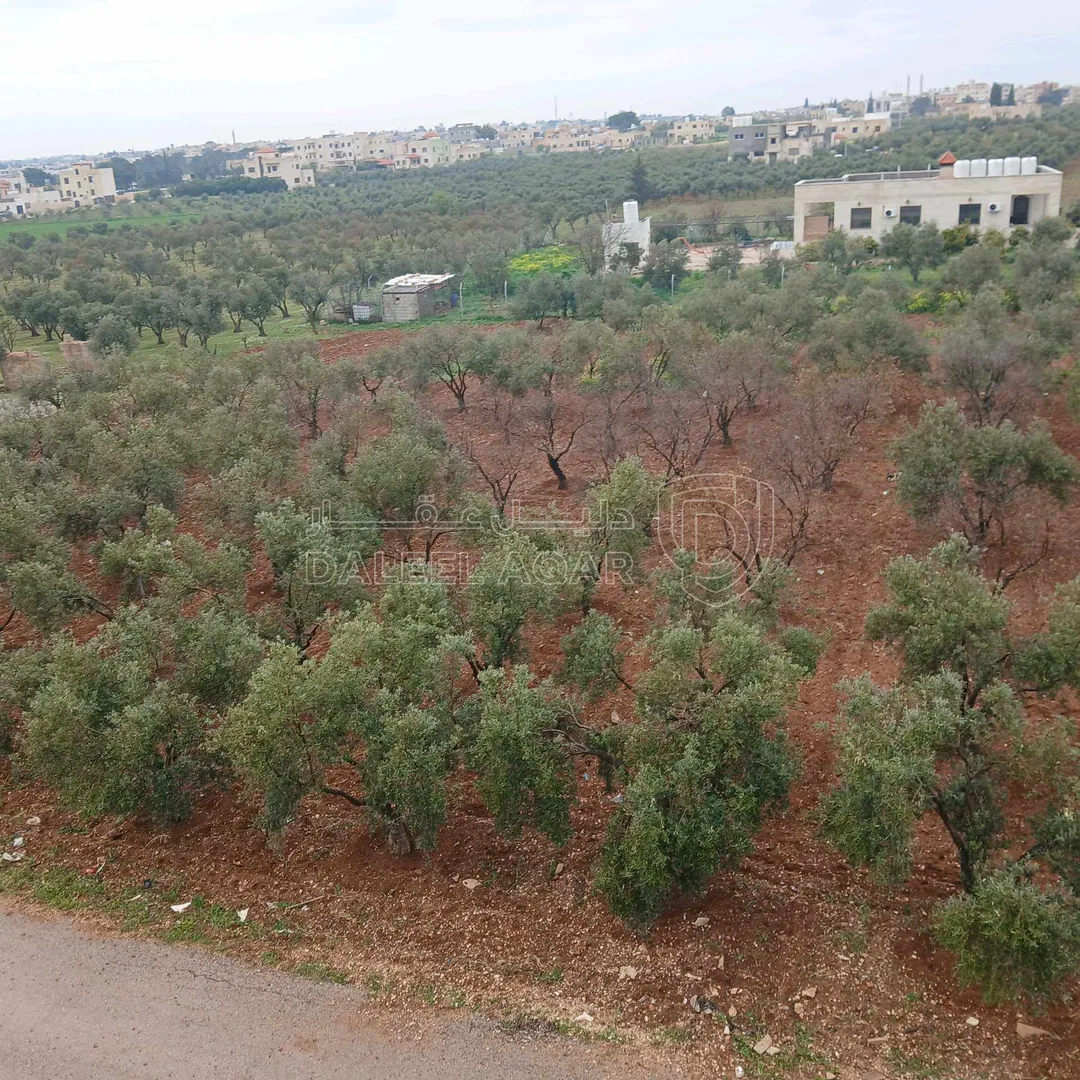 أرض في ارض زراعية أشجار زيتون مساحة الأرض ٣،٥ دونمات - 140,000 دأ - صورة 1
