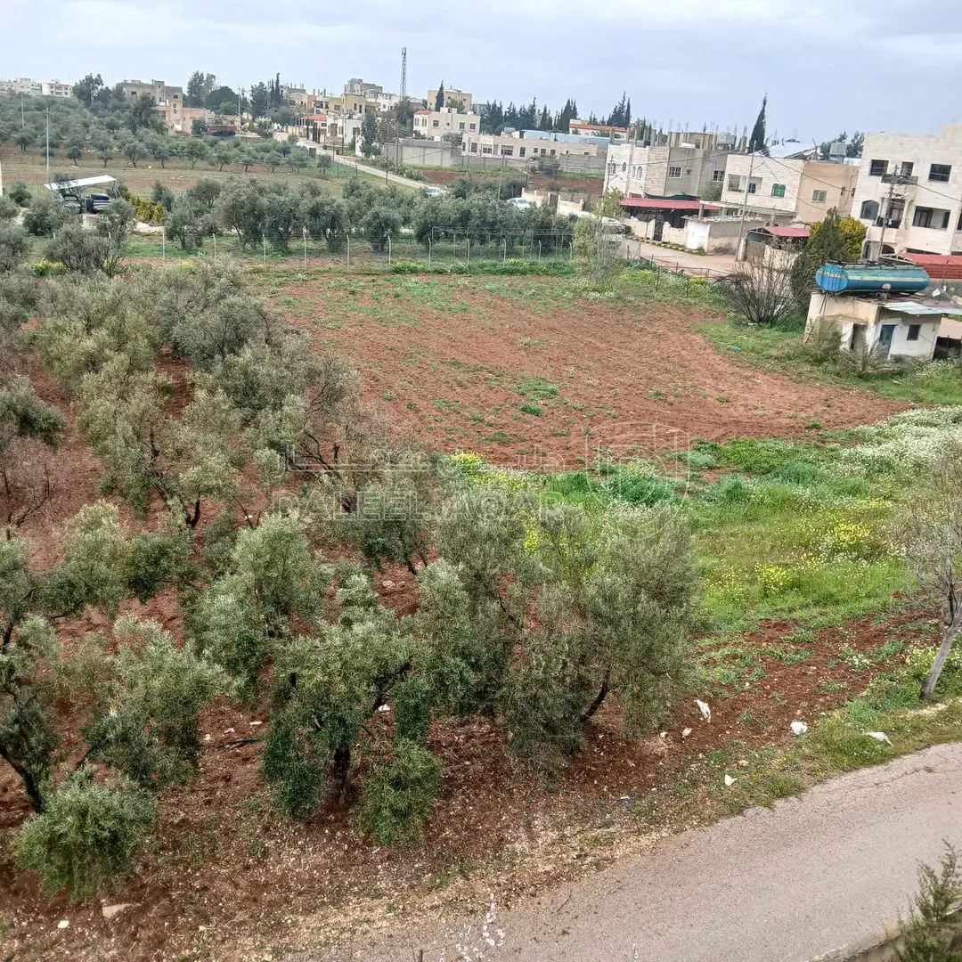 أرض في ارض زراعية أشجار زيتون مساحة الأرض ٣،٥ دونمات - 140,000 دأ - صورة 1