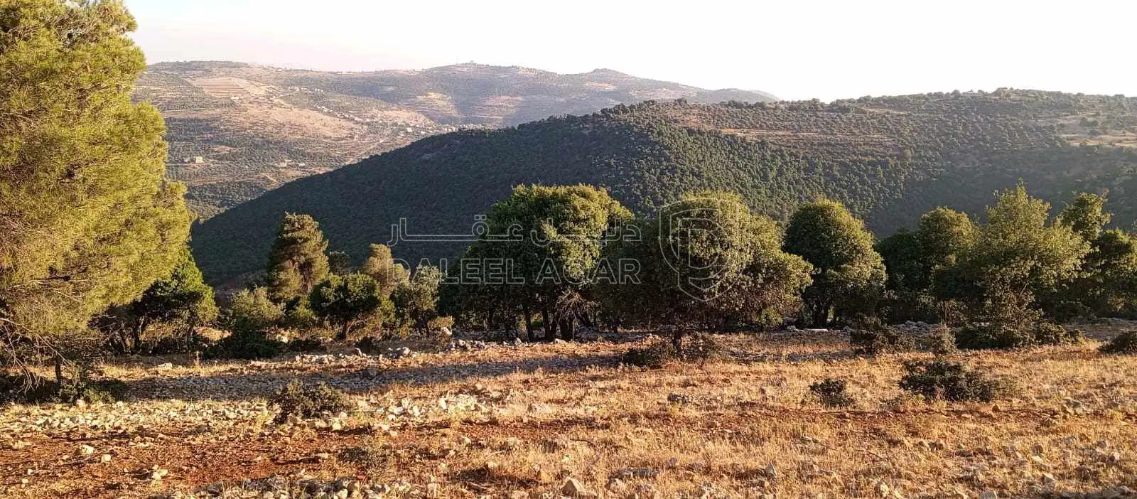 أرض في أرض مميزة للبيع في محافظة عجلون منطقة عنجرة - 40,000 دأ - صورة 1