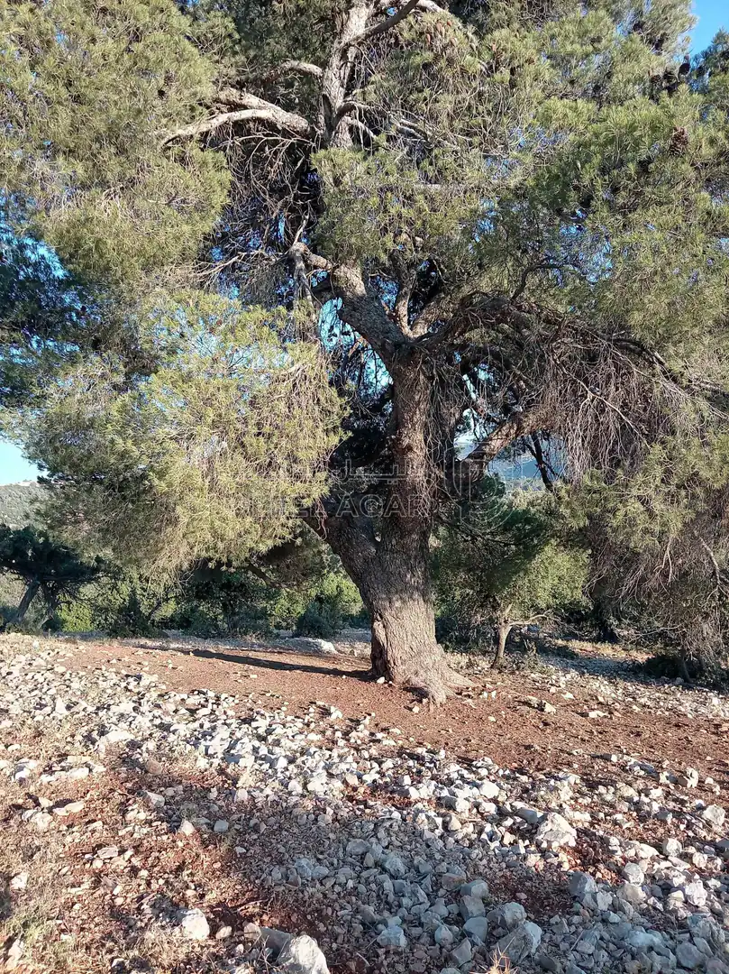 أرض في أرض مميزة للبيع في محافظة عجلون منطقة عنجرة - 40,000 دأ - صورة 1