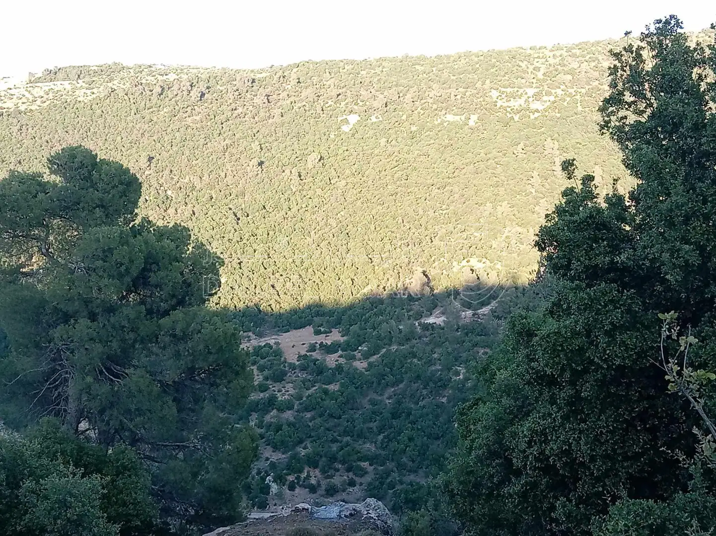 أرض في أرض مميزة للبيع في محافظة عجلون منطقة عنجرة - 40,000 دأ - صورة 1
