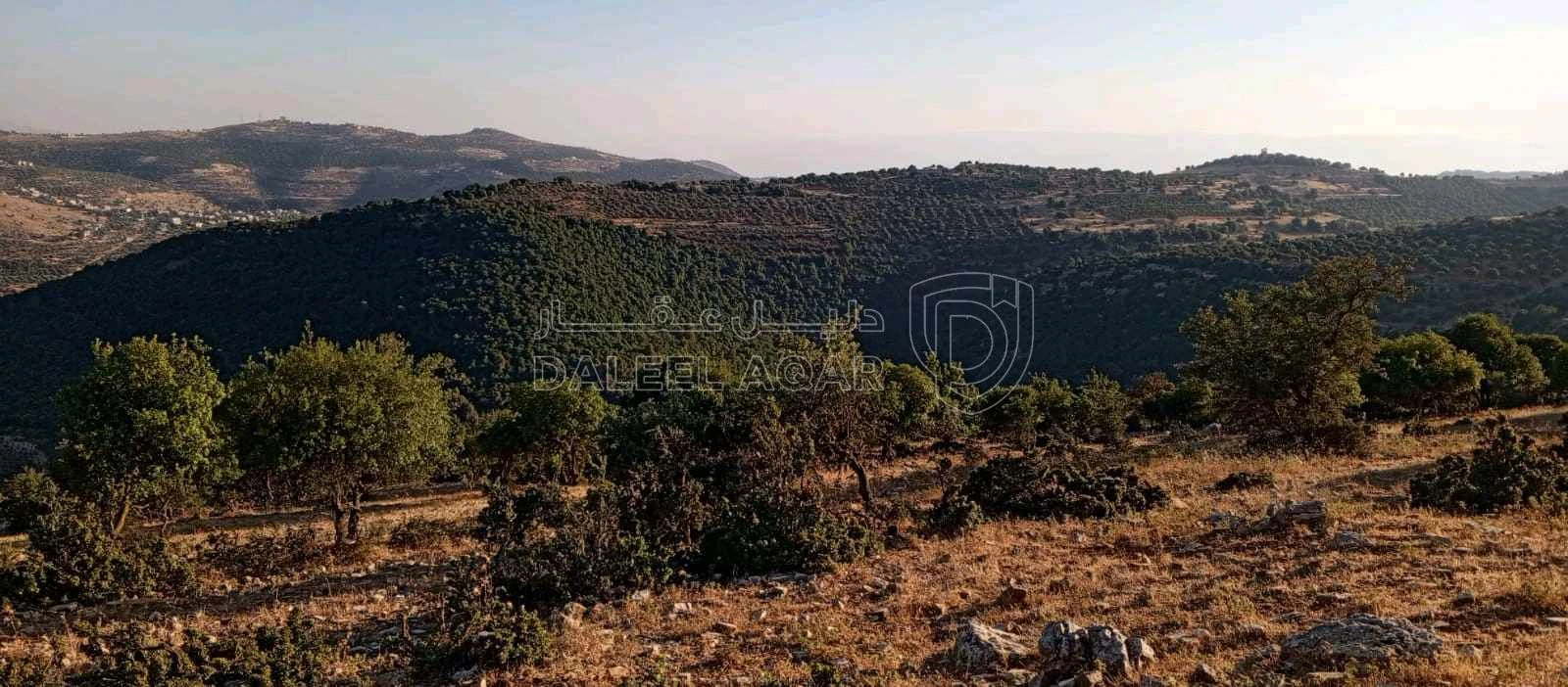 أرض في أرض مميزة للبيع في محافظة عجلون منطقة عنجرة - 40,000 دأ - صورة 1