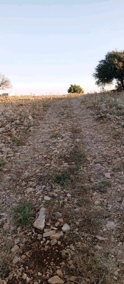 أرض في أرض مميزة للبيع في محافظة عجلون منطقة عنجرة - 40,000 دأ - صورة 1