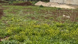 أرض - اربد شمال غرب السنبلة ، قرب مسجد الخضر  - 65000 دأ