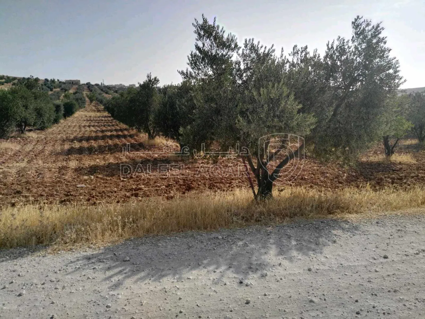 أرض في المفرق/البويضة /المرج قرب جسر الشيخ مكازي  - 56,000 دأ - صورة 1