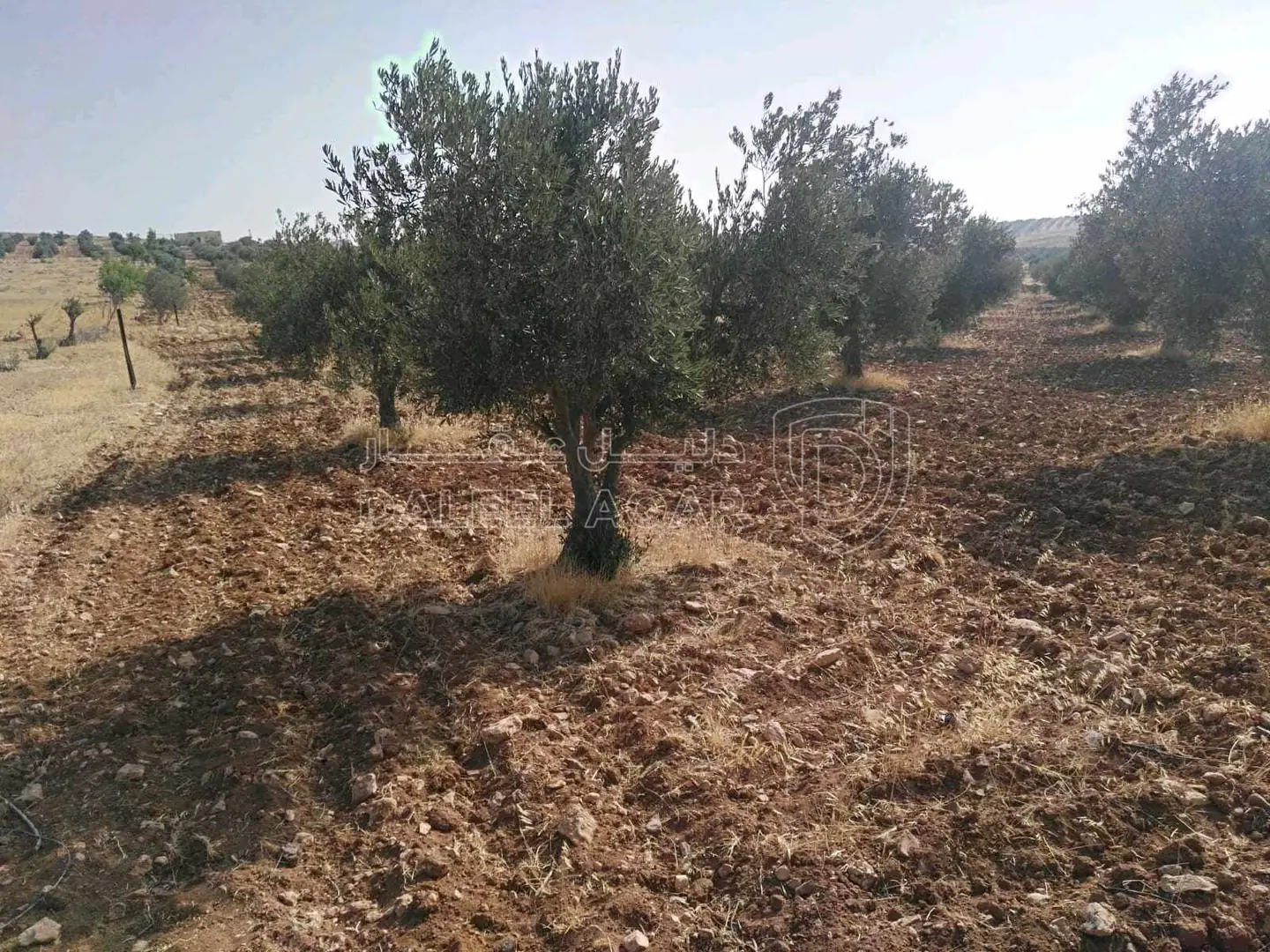 أرض في المفرق/البويضة /المرج قرب جسر الشيخ مكازي  - 56,000 دأ - صورة 1