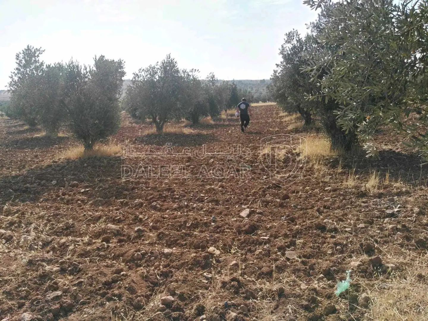 أرض في المفرق/البويضة /المرج قرب جسر الشيخ مكازي  - 56,000 دأ - صورة 1