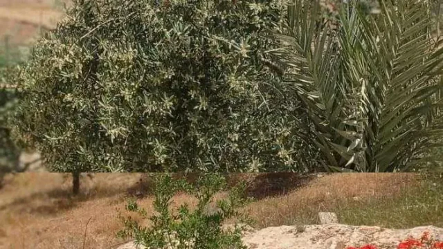 مبنى في المفرق حمامة العموش  - 32,000 دأ - صورة 1