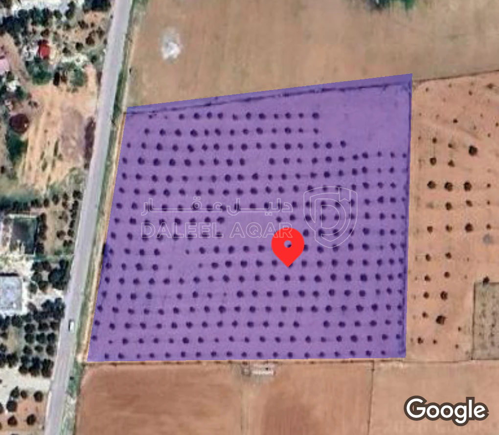 أرض في ارض مزروعه شجر زيتون تقريبا ٣٠٠ شجره مسيجه - 100,000 دأ - صورة 1