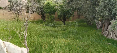 أرض - عمان جيل الزهور  - 110000 دأ