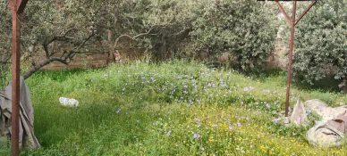 أرض في عمان جيل الزهور  - 110,000 دأ - صورة NaN