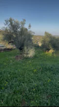 أرض في السلط إم جوزه قرب منتزه زي  - 32,000 دأ - صورة NaN
