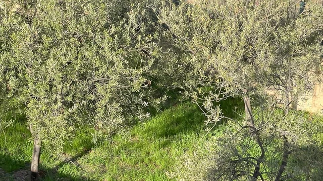أرض في للبيع أرض مميزة في أجمل مناطق جرش - 130,000 دأ - صورة NaN