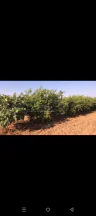 فيلا/منزل في #ثلاث  #فلل#للبيع في #الاردن #المفرق  #مزرعه نموذج - 1,300,000 دأ - صورة NaN