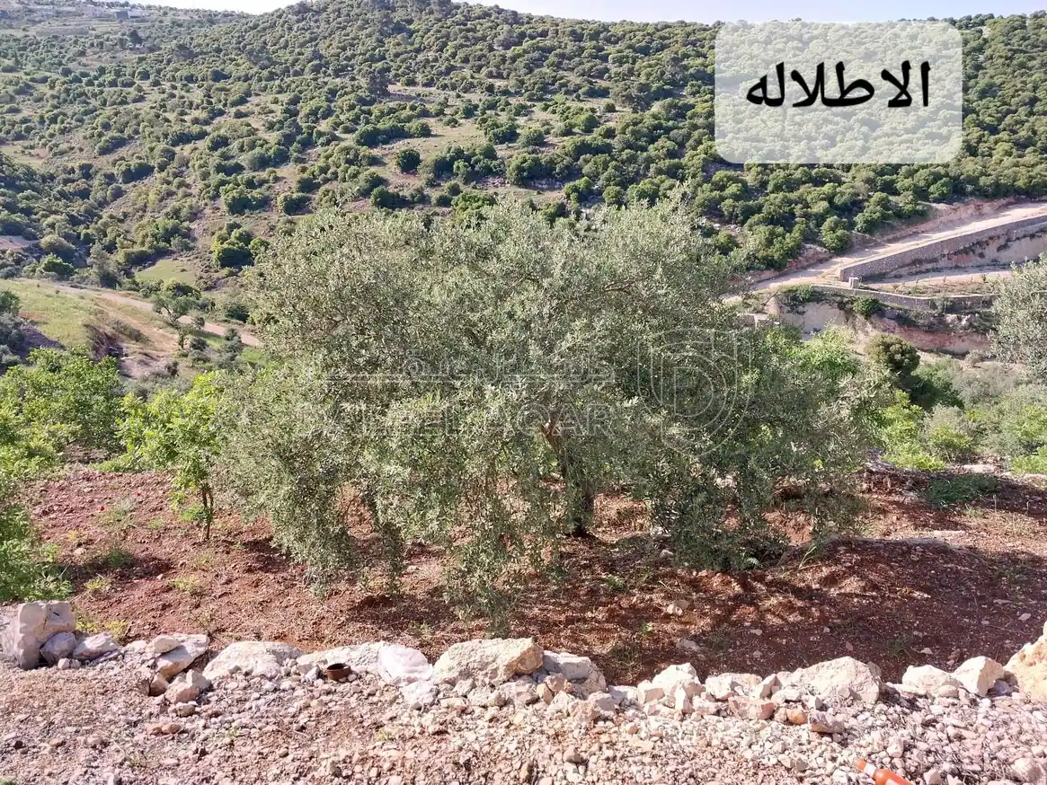 أرض في السلط - دعم الغزالات - عرقوب سلعوف - 250,000 دأ - صورة 1
