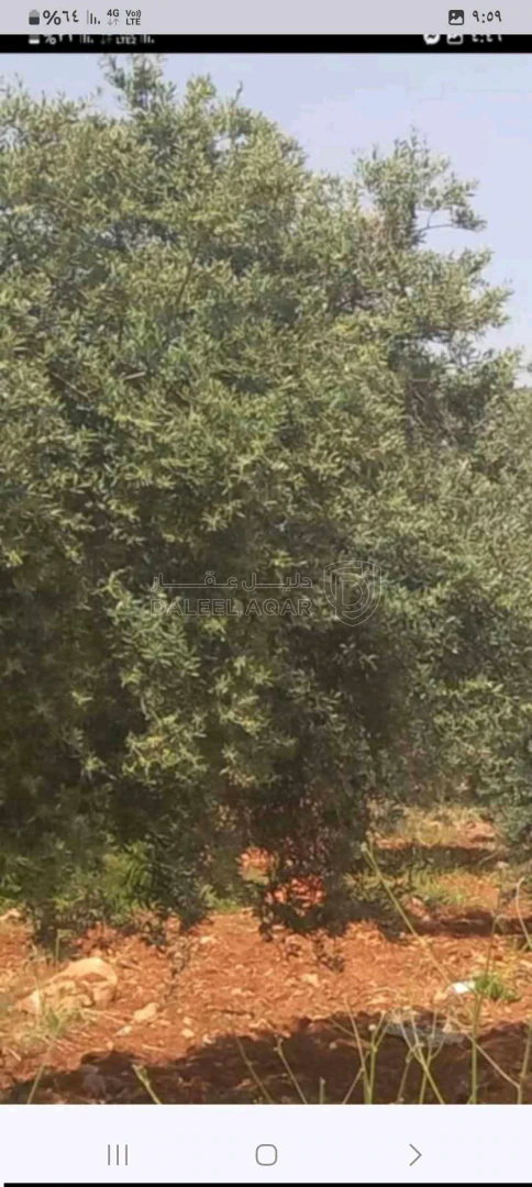 أرض في جرش - 20,000 دأ - صورة 1