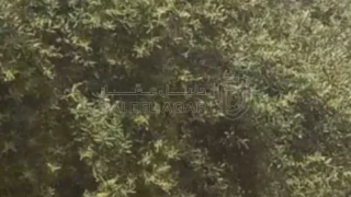 أرض في جرش - 20,000 دأ - صورة 1