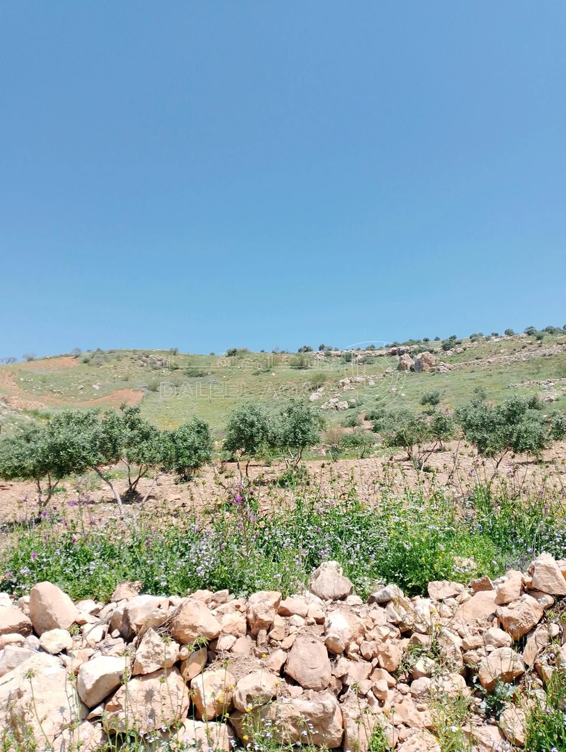 أرض في ارض للبيع عجلون راجب مطل ع السلط وفلسطين - 51,000 دأ - صورة 4