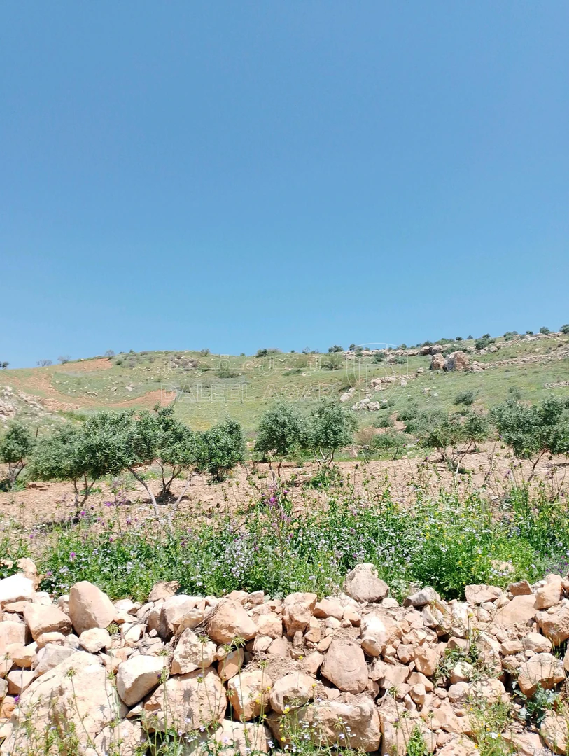 أرض في ارض للبيع عجلون راجب مطل ع السلط وفلسطين - 51,000 دأ - صورة 5
