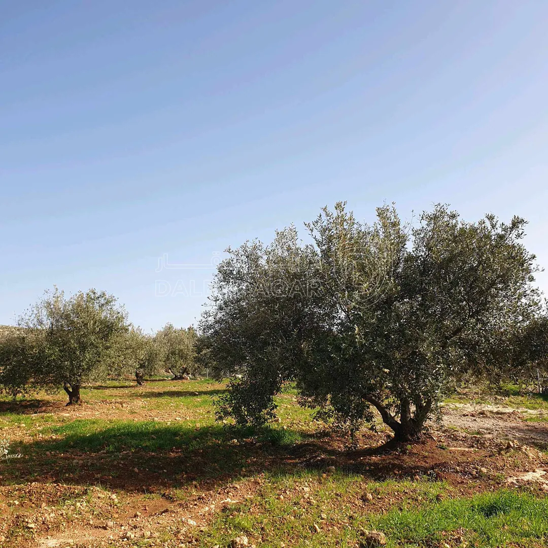 أرض في طريق جرش  - 39,500 دأ - صورة 1