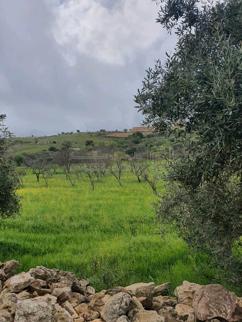 أرض في عجلون. سامتا، خلف جامعة عجلون الوطنية 1 كيلو متر، - 70,000 دأ - صورة 1