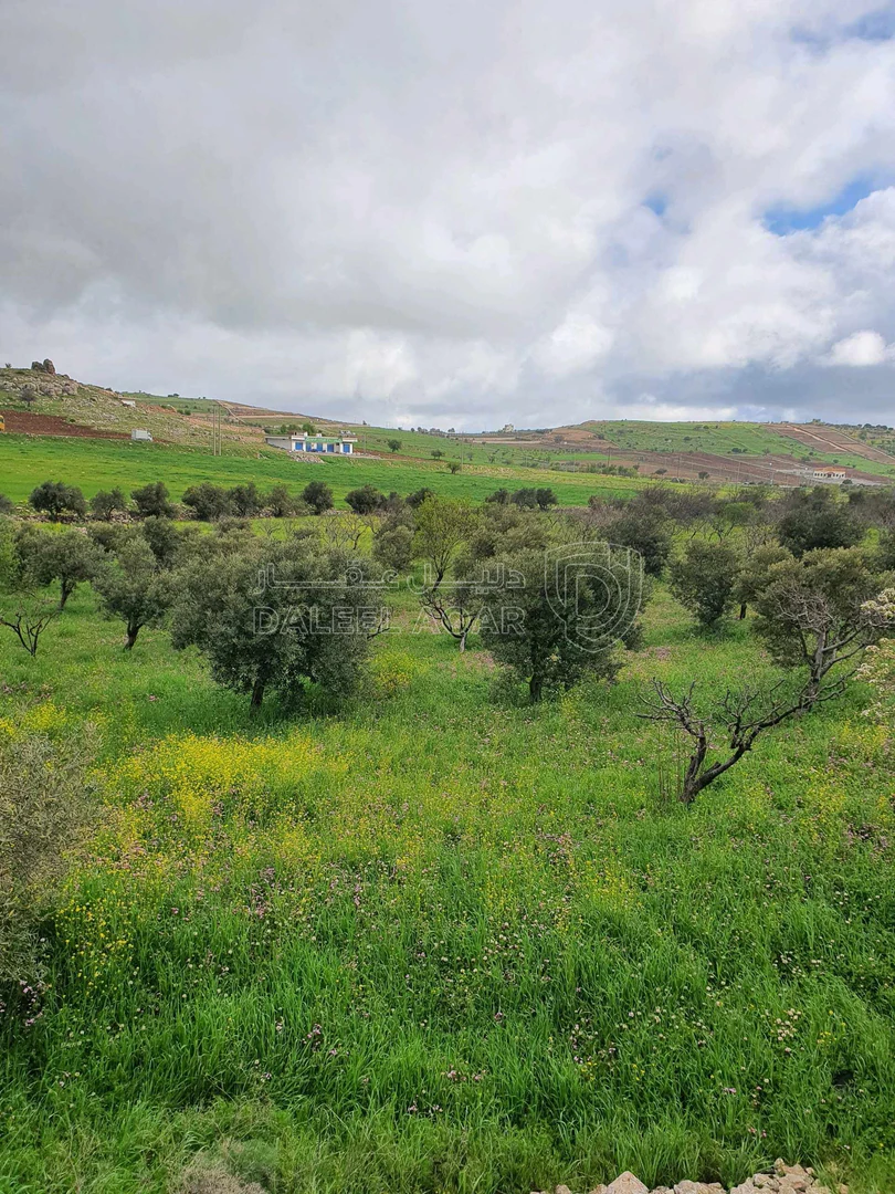 أرض في عجلون. سامتا، خلف جامعة عجلون الوطنية 1 كيلو متر، - 70,000 دأ - صورة 1