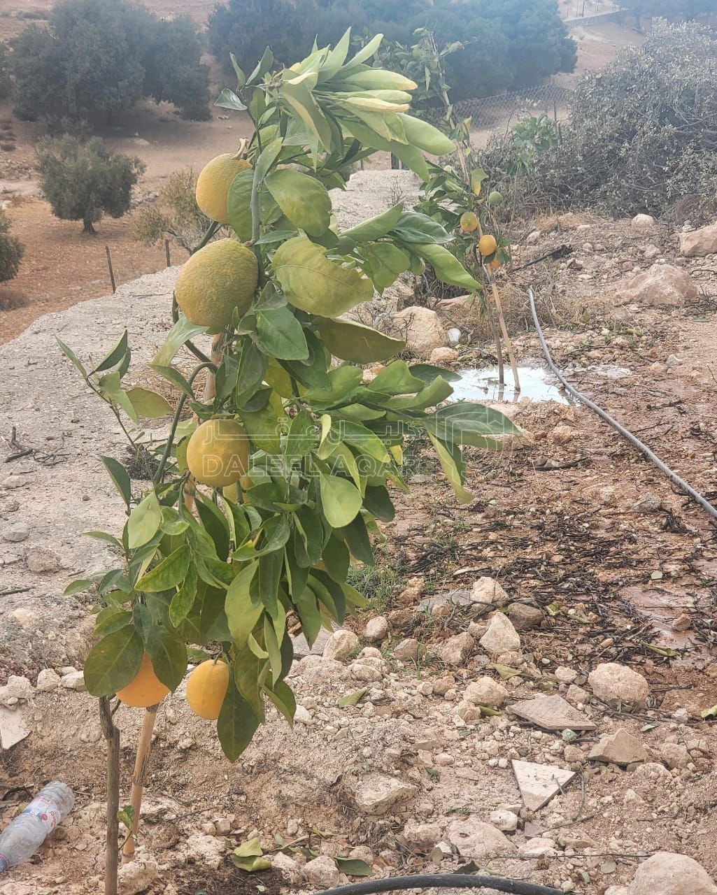 أرض في شرق جرش نادرة حوض القمر  - 125,000 دأ - صورة 3