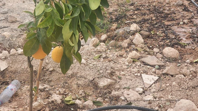 أرض في شرق جرش نادرة حوض القمر  - 125,000 دأ - صورة NaN