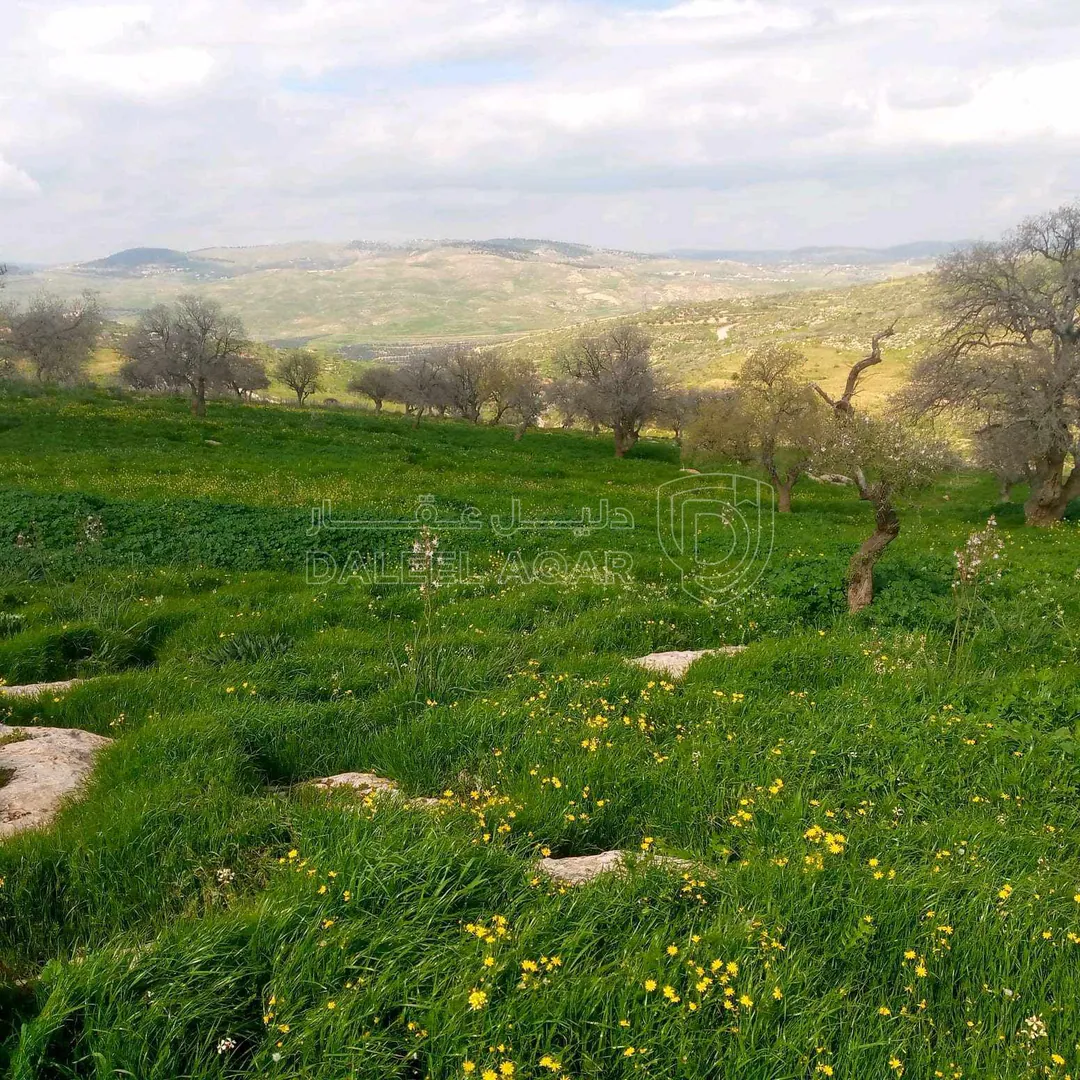 أرض في صروت تبعد عن شفا بدران 15ك ما بين بيرين والعالوك - 80,000 دأ - صورة 1