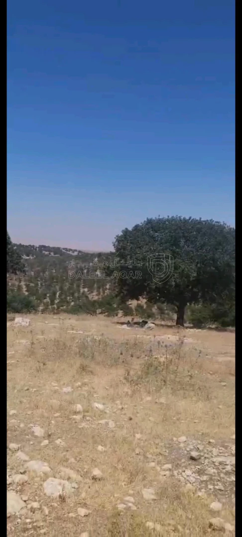 أرض في بيرين داخل منتزه الأمير هاشم  - 105,000 دأ - صورة 1