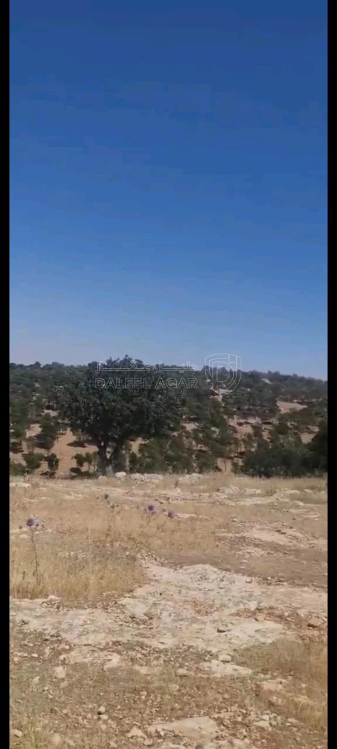 أرض في بيرين داخل منتزه الأمير هاشم  - 105,000 دأ - صورة 1