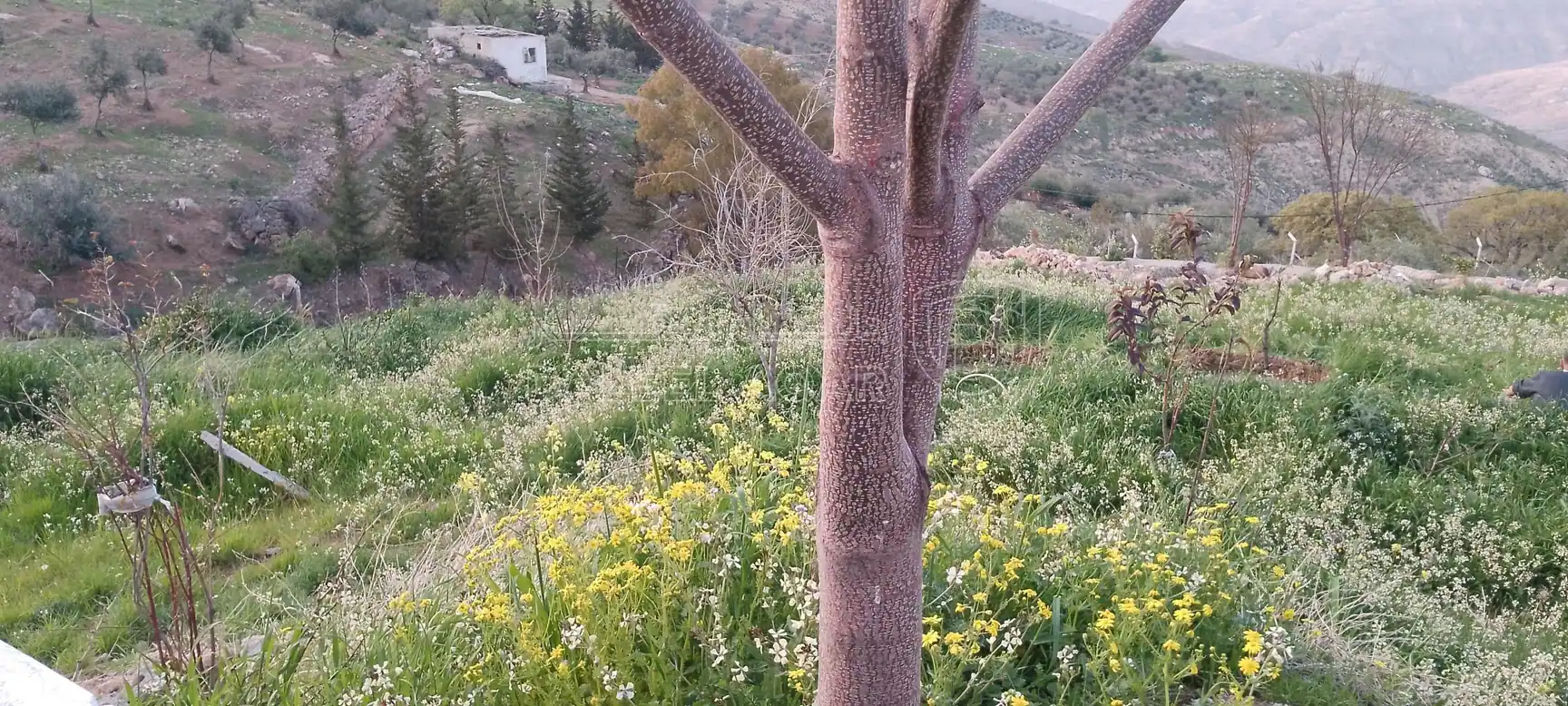 مزرعة/شاليه في السلط ،الصبيحي،  - 850,000 دأ - صورة 1