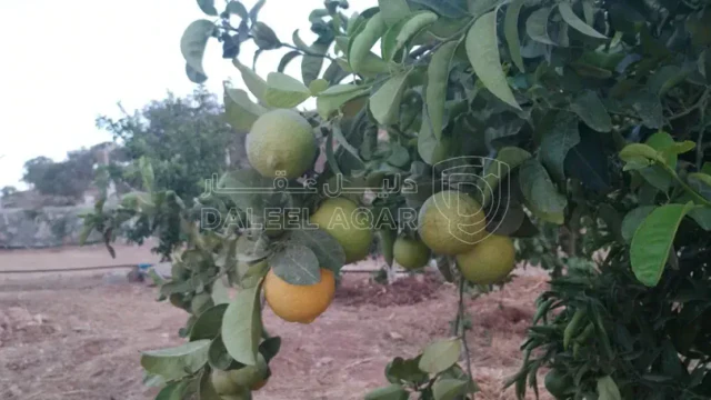 مزرعة/شاليه - السلط ،الصبيحي،  - 850000 دأ