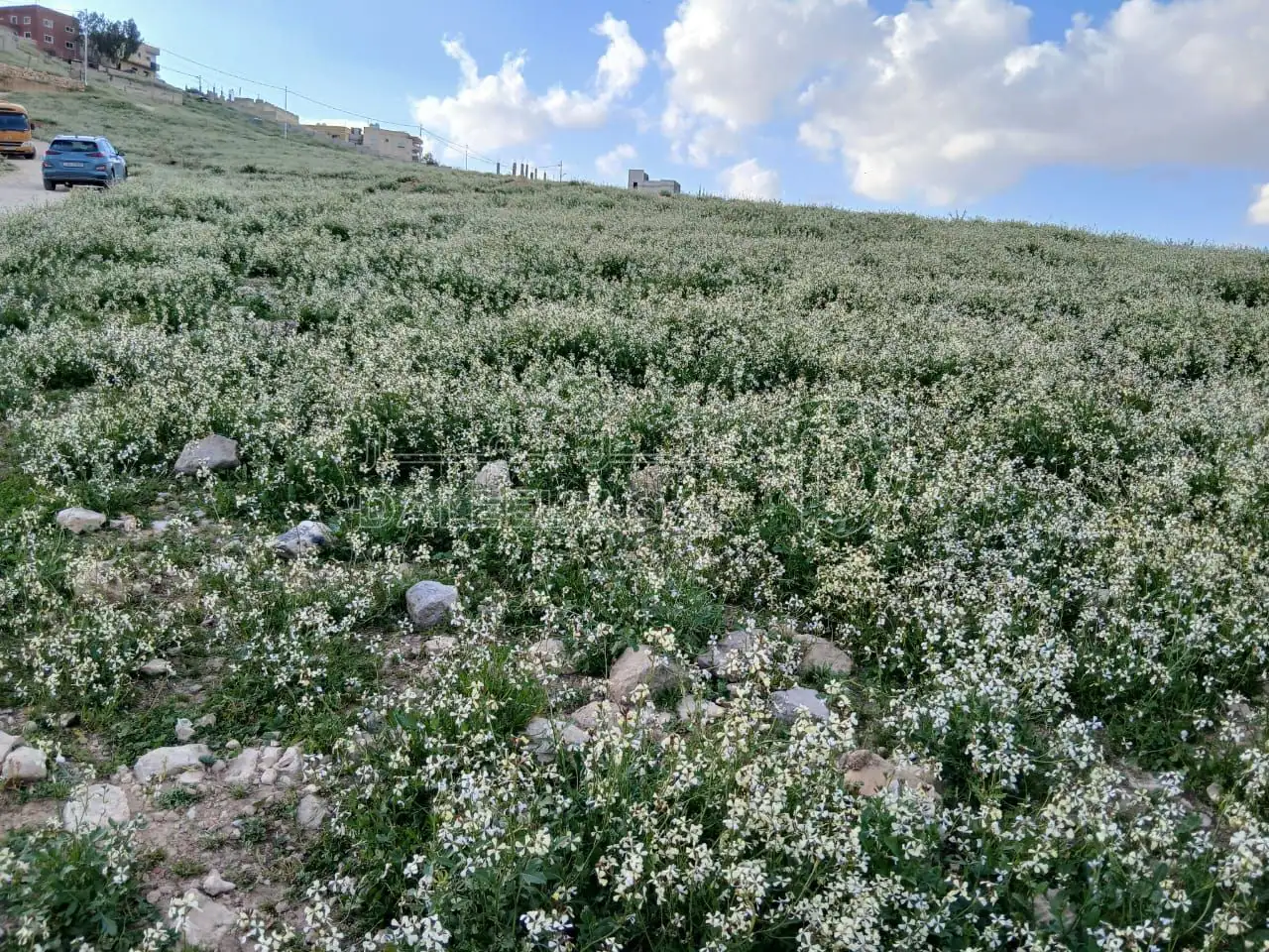 أرض في اخر حي المغيرات عطل الرصيفه جنب ملعب البيضاء - 30,000 دأ - صورة 6