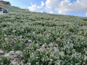 أرض في اخر حي المغيرات عطل الرصيفه جنب ملعب البيضاء - 30,000 دأ - صورة NaN