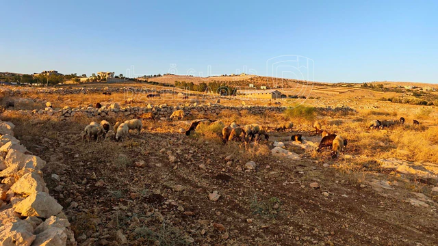 أرض في قطعة ارض في عراق الامير حوض ابو السوس للبيع - 250,000 دأ - صورة NaN