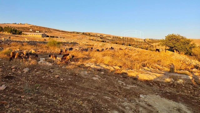 أرض في قطعة ارض في عراق الامير حوض ابو السوس للبيع - 250,000 دأ - صورة NaN