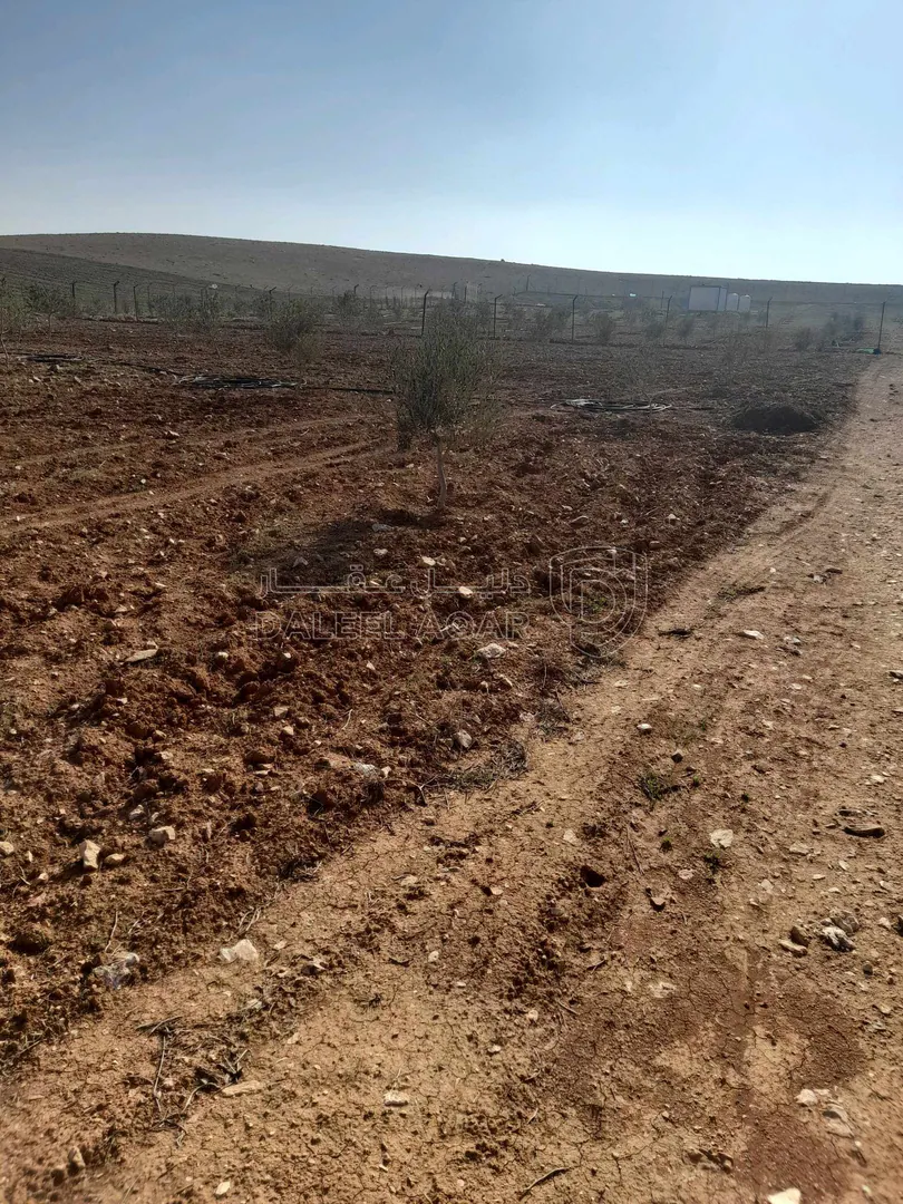 أرض في المفرق البويضه - 26,000 دأ - صورة 1