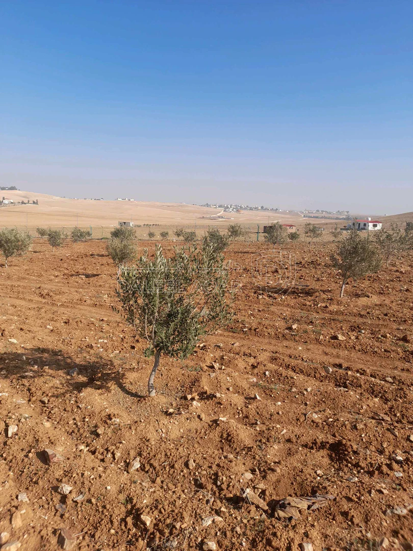 أرض في المفرق البويضه - 26,000 دأ - صورة 1